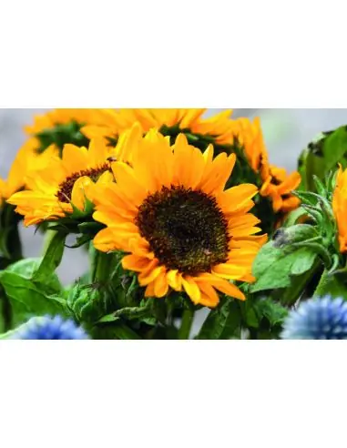 Sobre con semillas de girasol Ecológica...