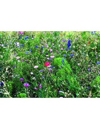 Mezcla de semillas de flores Ecológica...