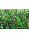 Mezcla de semillas de flores Ecológica Personalizada 7MO6501 - Imagen 3