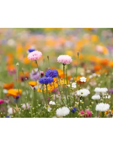 Hoja A6 de papel con semillas Ecológica...