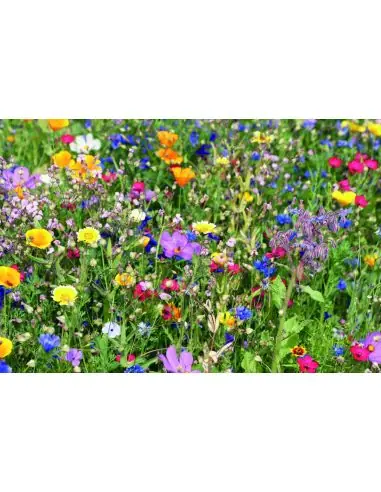Mezcla de semillas de flores Ecológica...