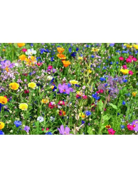 Mezcla de semillas de flores Ecológica Personalizada 7MO6502
