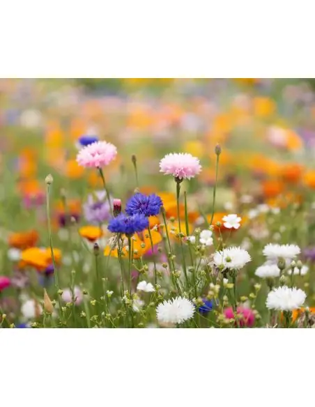 Hoja A5 de papel con semillas Ecológica Personalizada 7MO6915