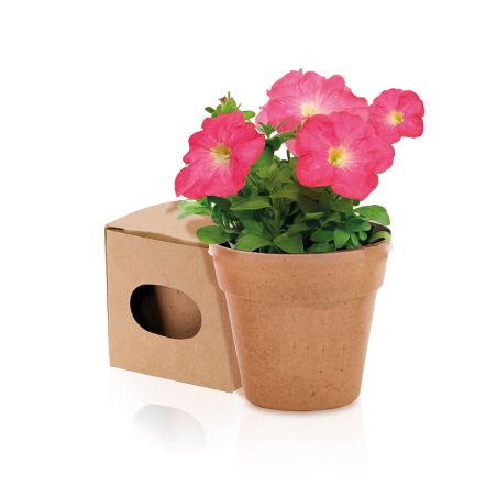 Maceta biodegradable con semillas de petunia