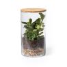 Terrarium Ecológico Personalizado 82692 - Imagen 3