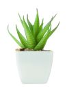 Mini planta artificial Ecológica Personalizada 7MO2852 - Imagen 1