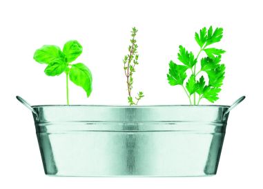 Maceta de zinc con 3 semillas Ecológica...