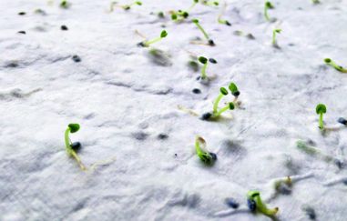 Tarjeta de visita de semillas d Ecológica...