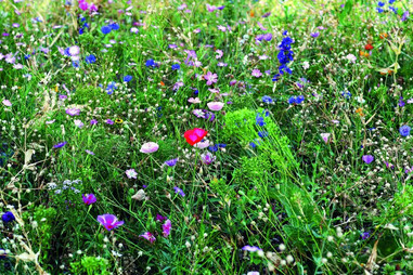 Sobre kraft semillas flores polinizadoras fabricado UE