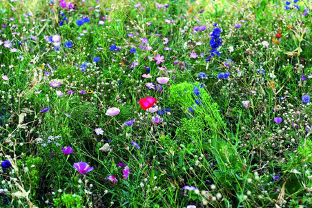 Sobre kraft semillas flores polinizadoras fabricado UE