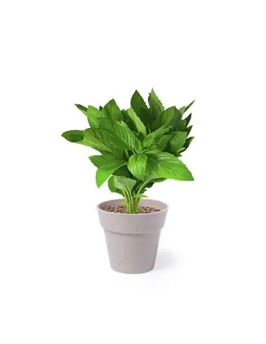 Set Macetas Personalizado Ecológico 85113