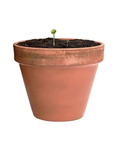 Bombón Semillas Personalizado Ecológico 82640