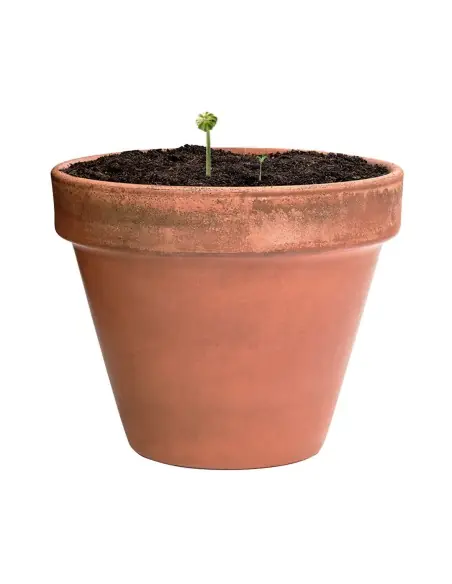 Bombón Semillas Personalizado Ecológico 82640