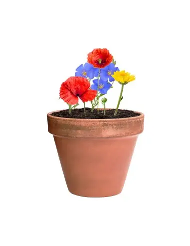 Bombón Semillas Personalizado Ecológico 82640