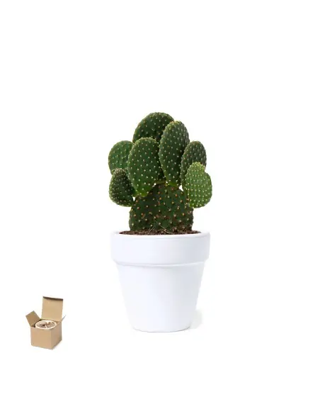 Maceta Personalizado Ecológico 81931