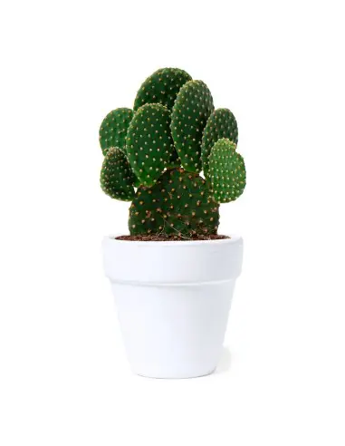 Maceta Personalizado Ecológico 81931