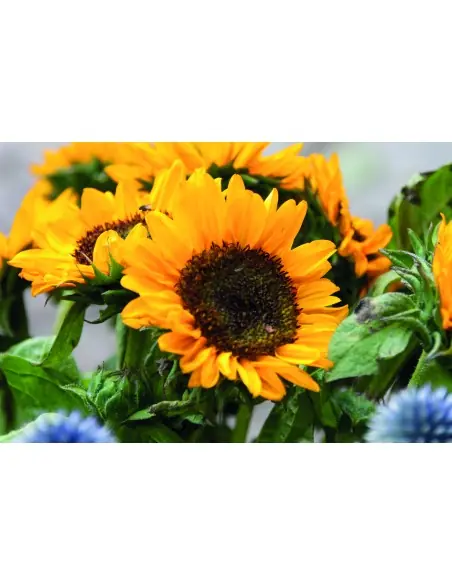 Sobre con semillas de girasol 7MO2217