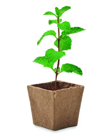 Kit cultivo semillas de menta 7MO2410