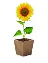 Kit de cultivo de girasoles Ecológico Personalizado 7MO2411 - Imagen 11